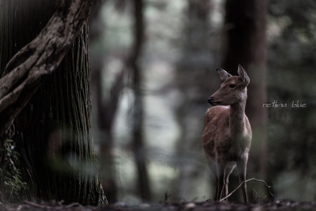 stray into the forest