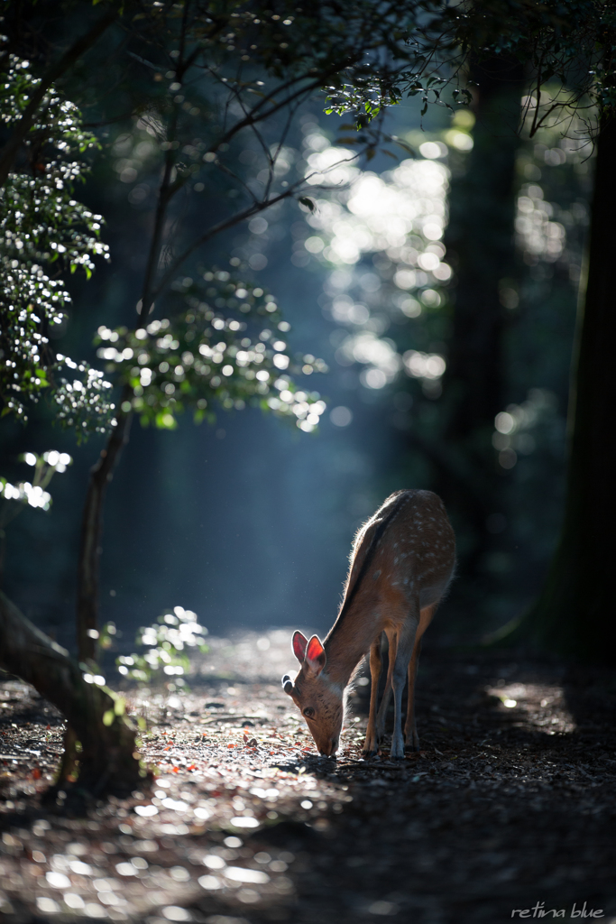 今朝の奥飛火野