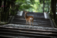 今朝の奈良公園