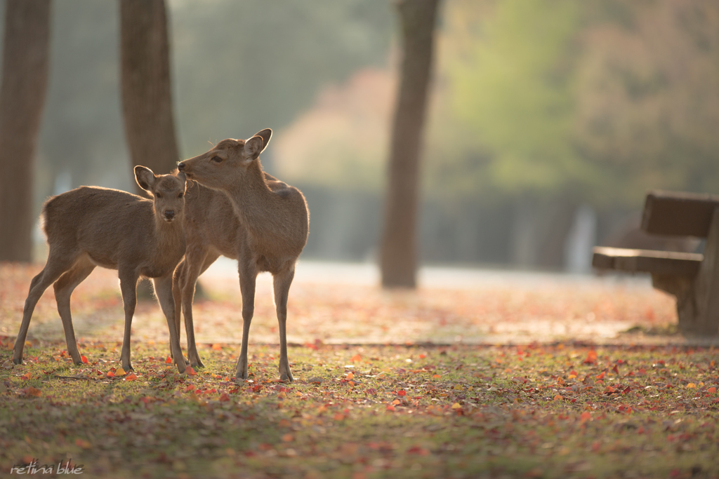 今朝の奈良公園