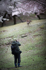 deer photographer