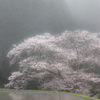 桜慕情