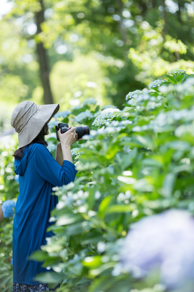 奥さんと紫陽花を見てきましたよ
