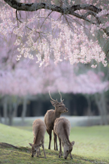 おかっぱ桜いい感じ