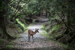 「でてきなさいっ」