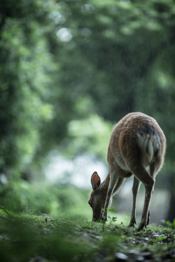 そぼふる雨に