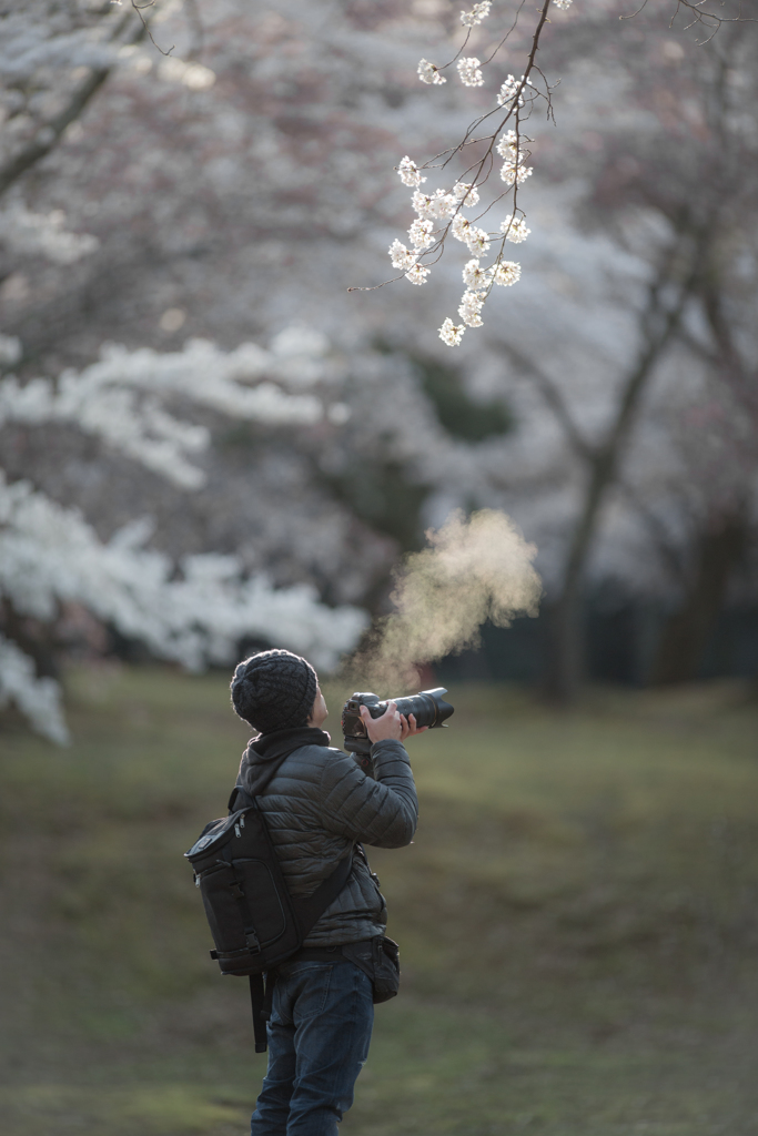 桜満開でも・・・