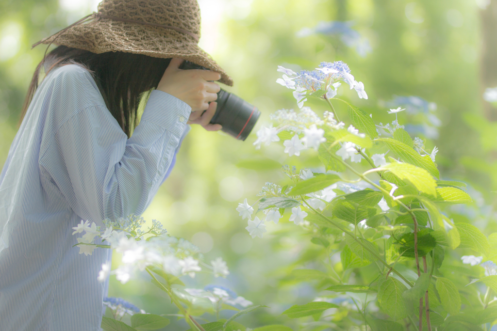 奥さんと紫陽花