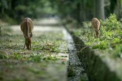 思わぬご馳走に、、、