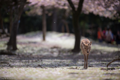 桜の上を