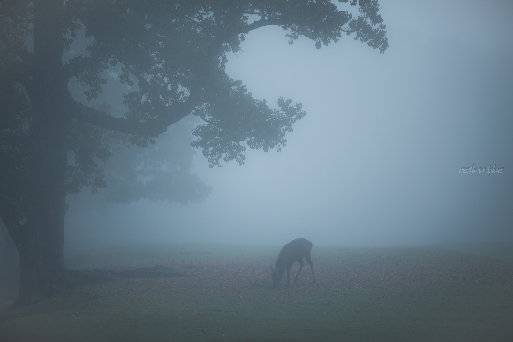 misty morning