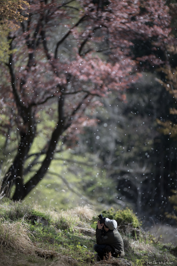 男と桜でも