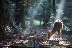 Forest of summer