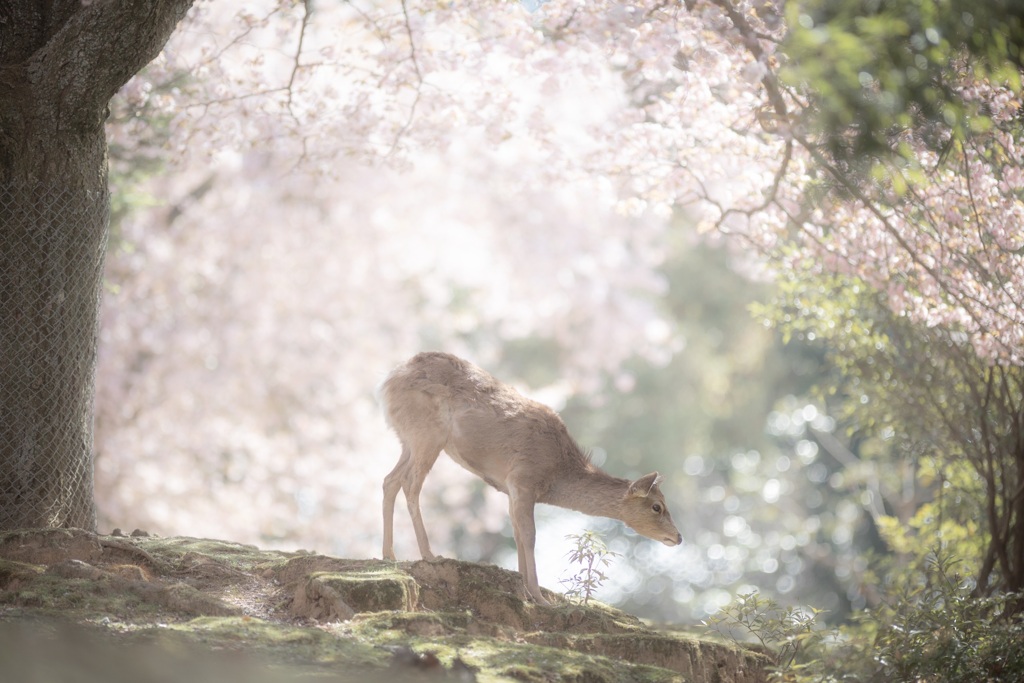 桜の森に溢れるヒカリ