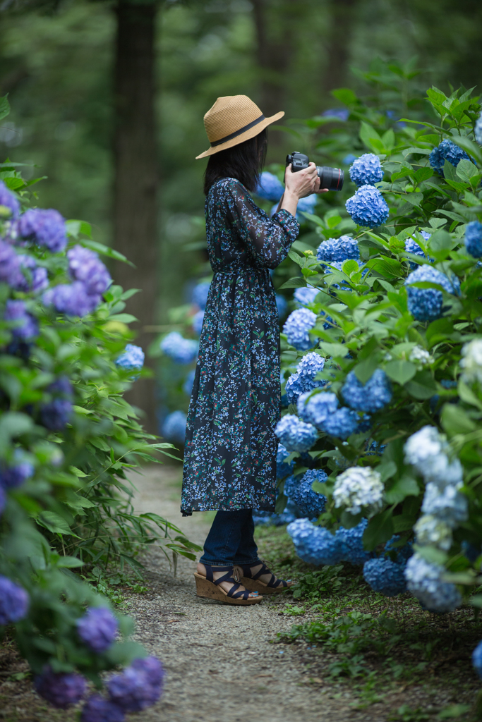 紫陽花きれいでしたよ