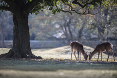 奈良公園、早くも初夏の装い