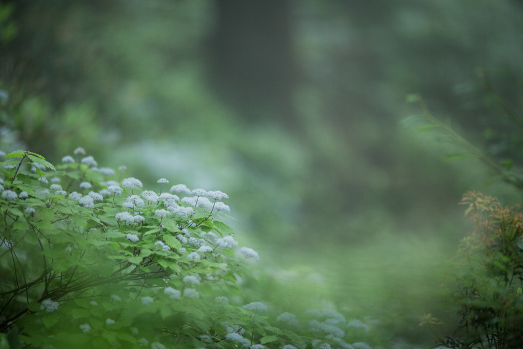 コアジサイの森