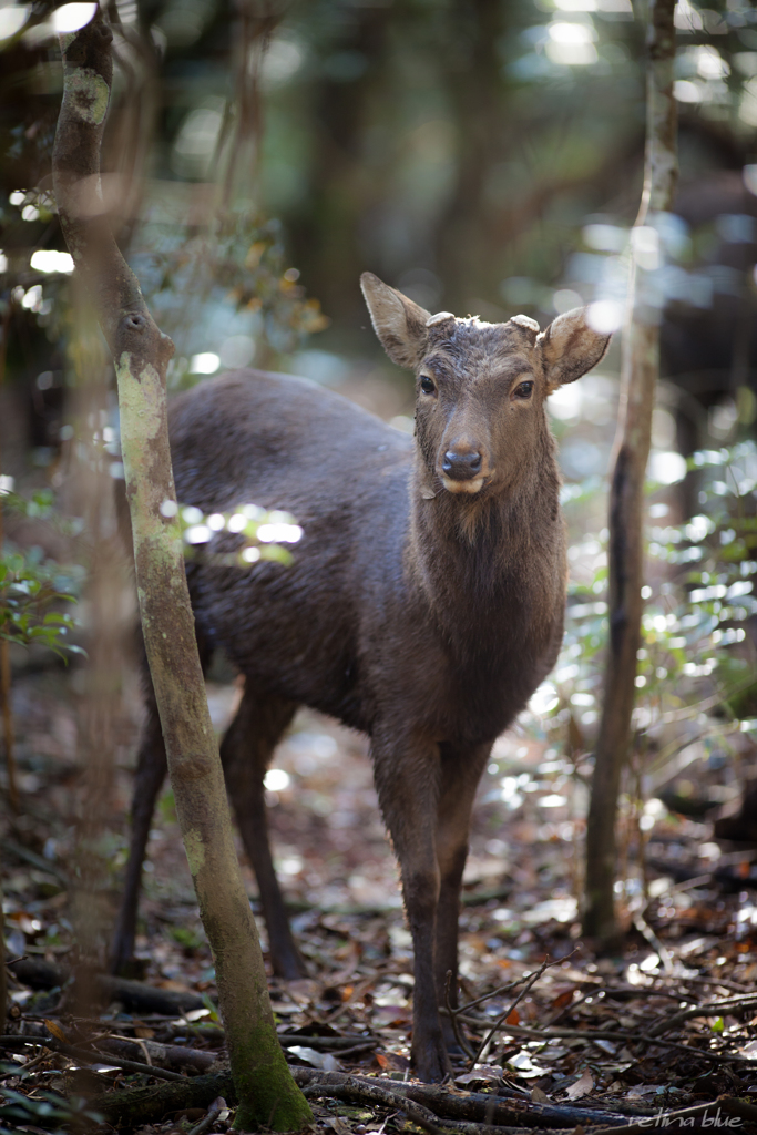イケメン鹿
