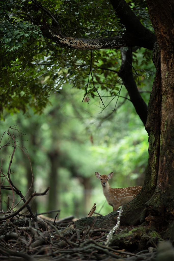 ぼくんち来る⁇