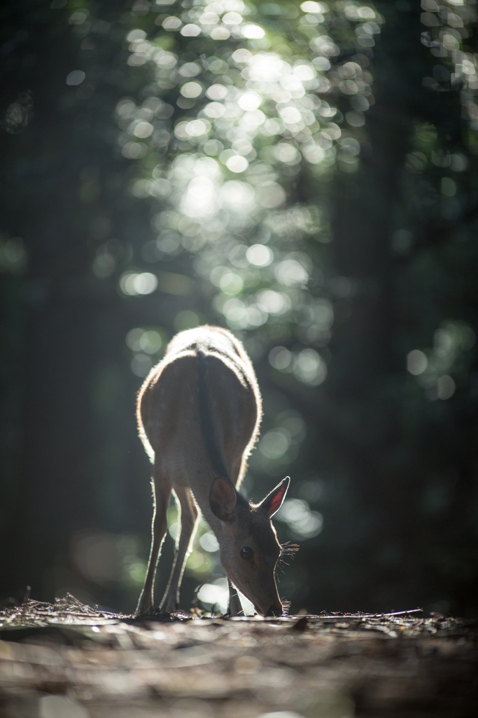 Morning light