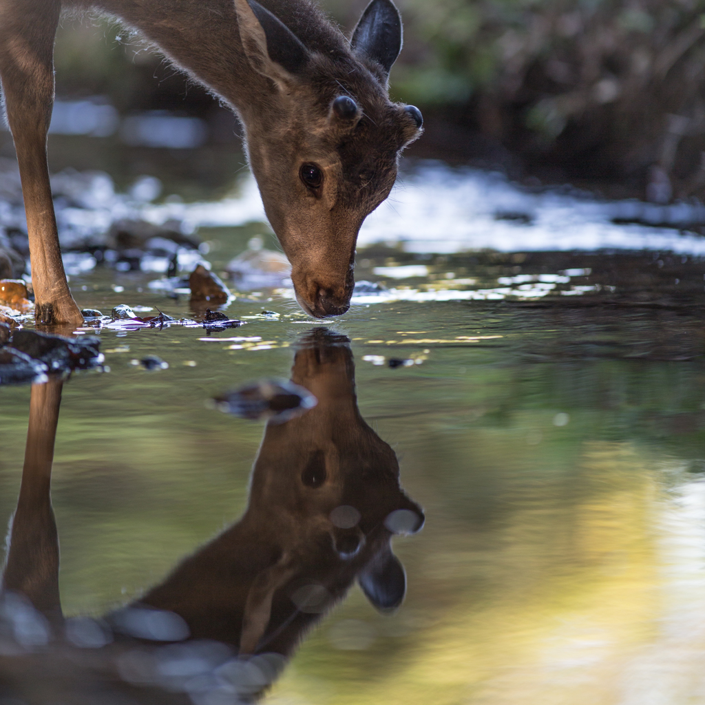 Reflection