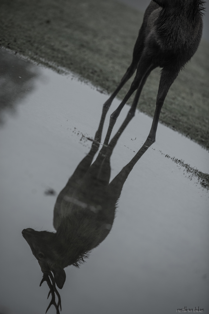 Reflection Ⅱ