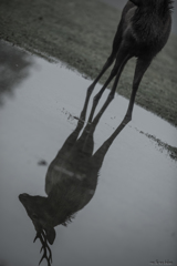 Reflection Ⅱ