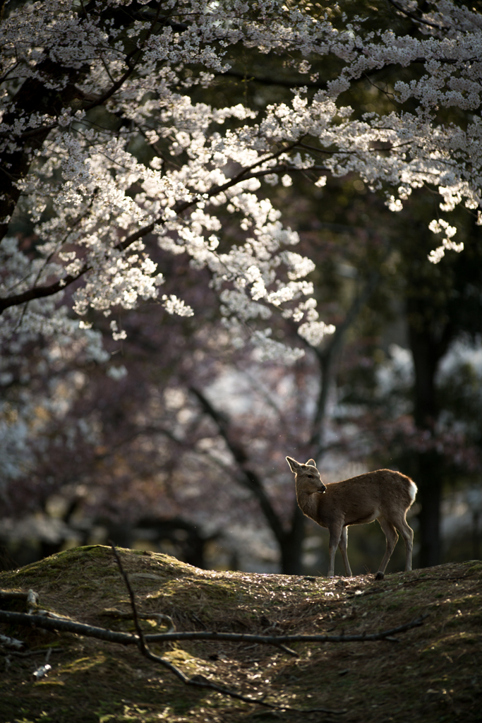 輝く桜の森