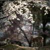 輝く桜の森