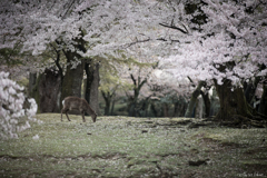 全開の桜の森