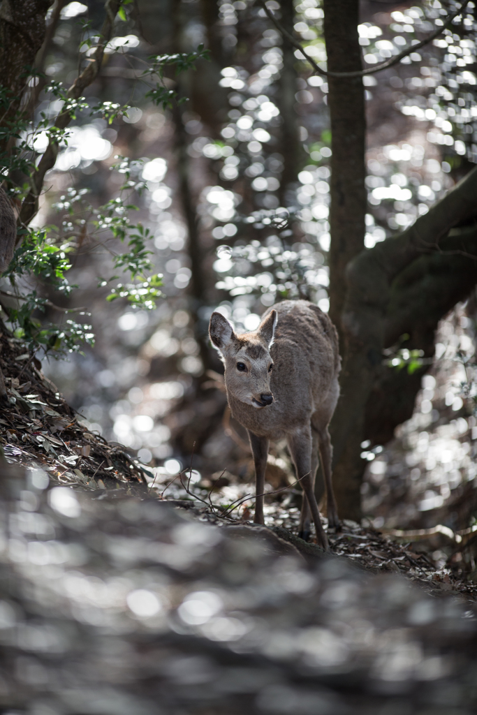 波乗りdeer