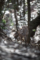 波乗りdeer