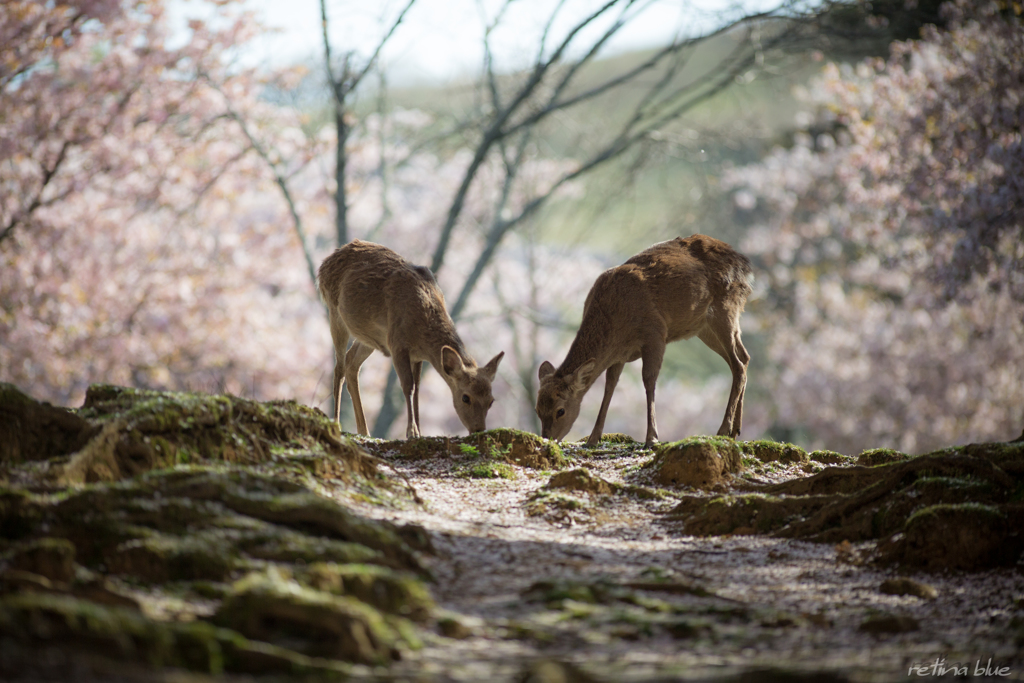 桜もおわりだね