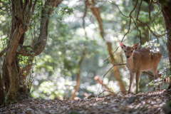 キュンっ