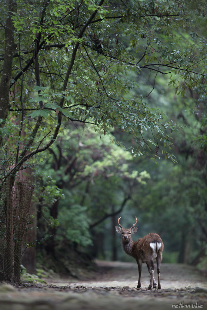 今朝の奈良公園