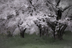 儚き佐保の桜