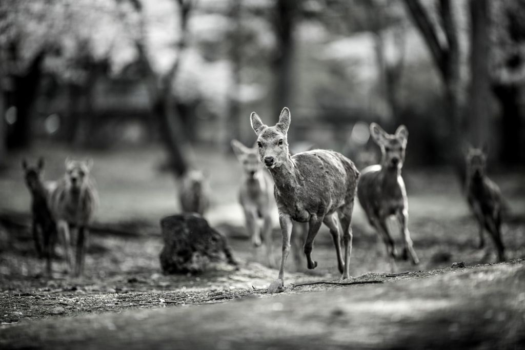 「エサっ、エサっ」