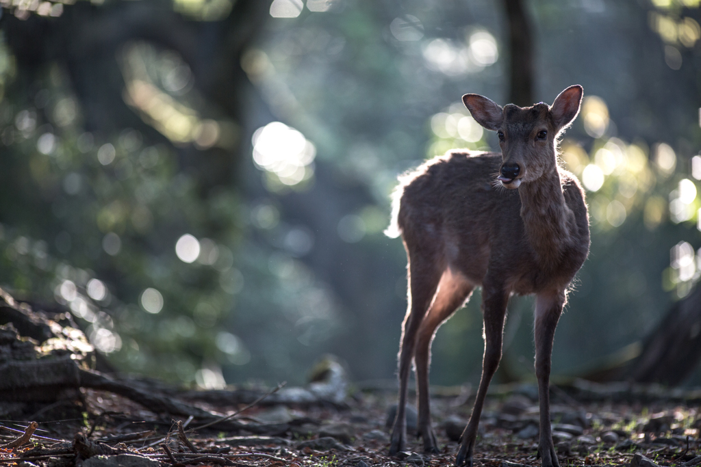 朝飯前だから・・・