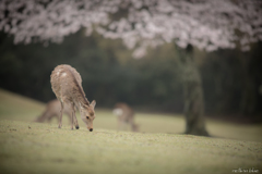 飛火野おかっぱ桜の前で