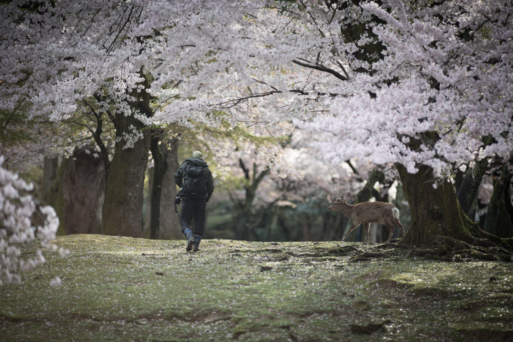 桜の森へ、再び