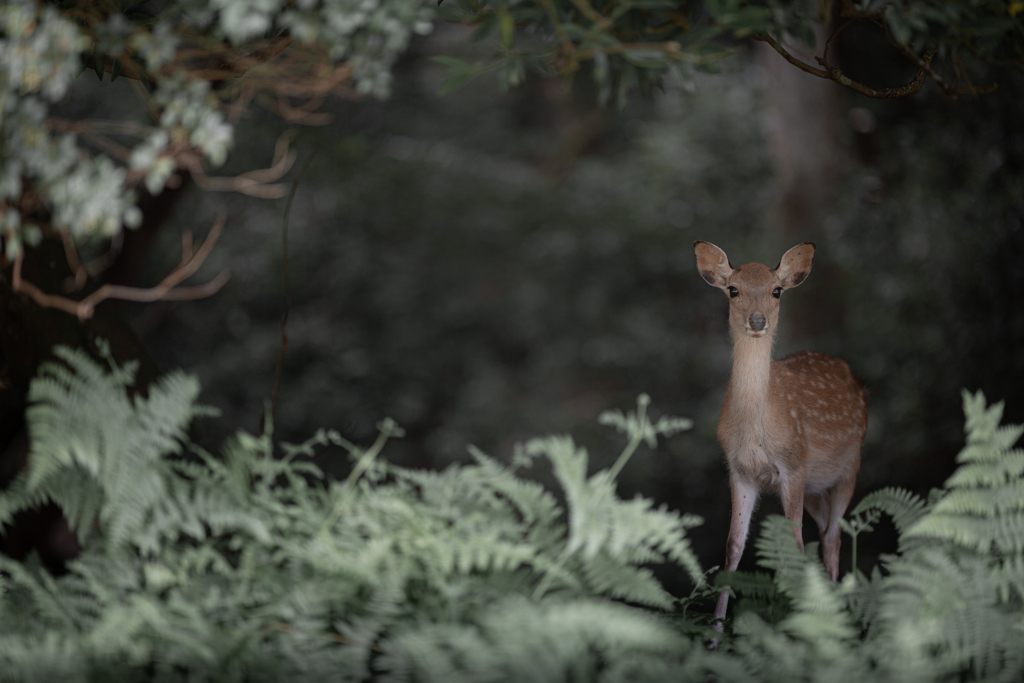 シダの森のカワイ子ちゃん