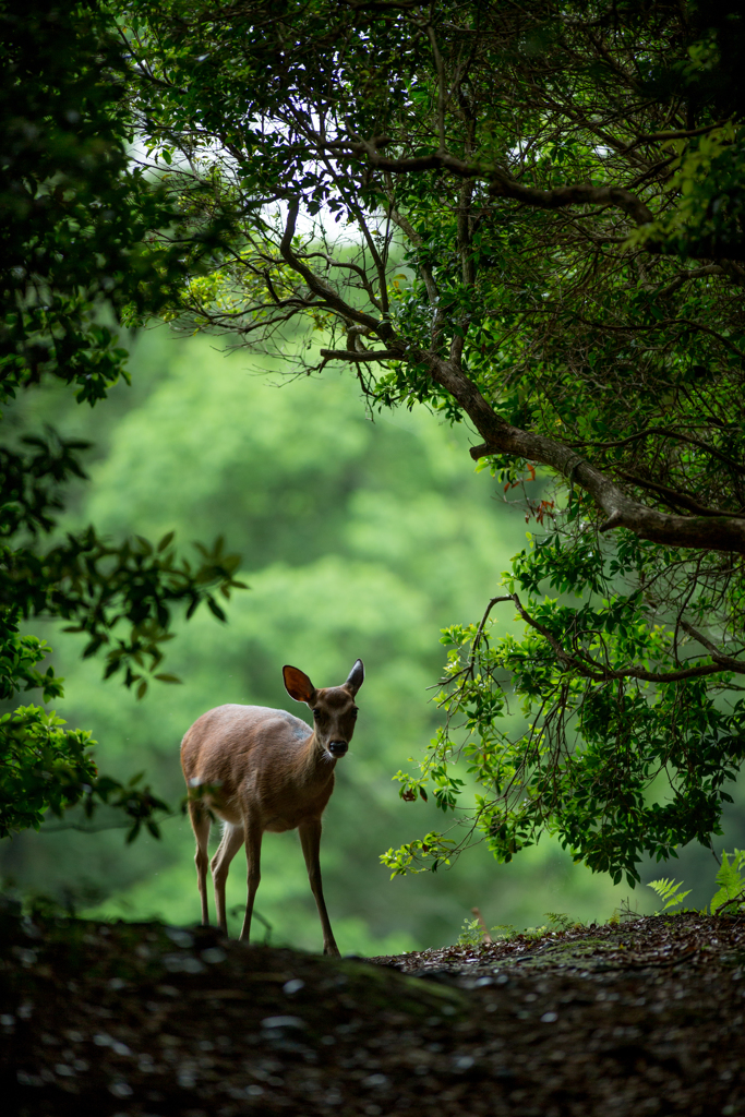 「あっ、ど～も」