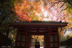 金蔵寺　山門