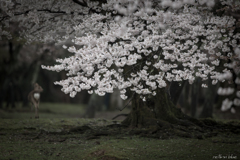 桜の森にて