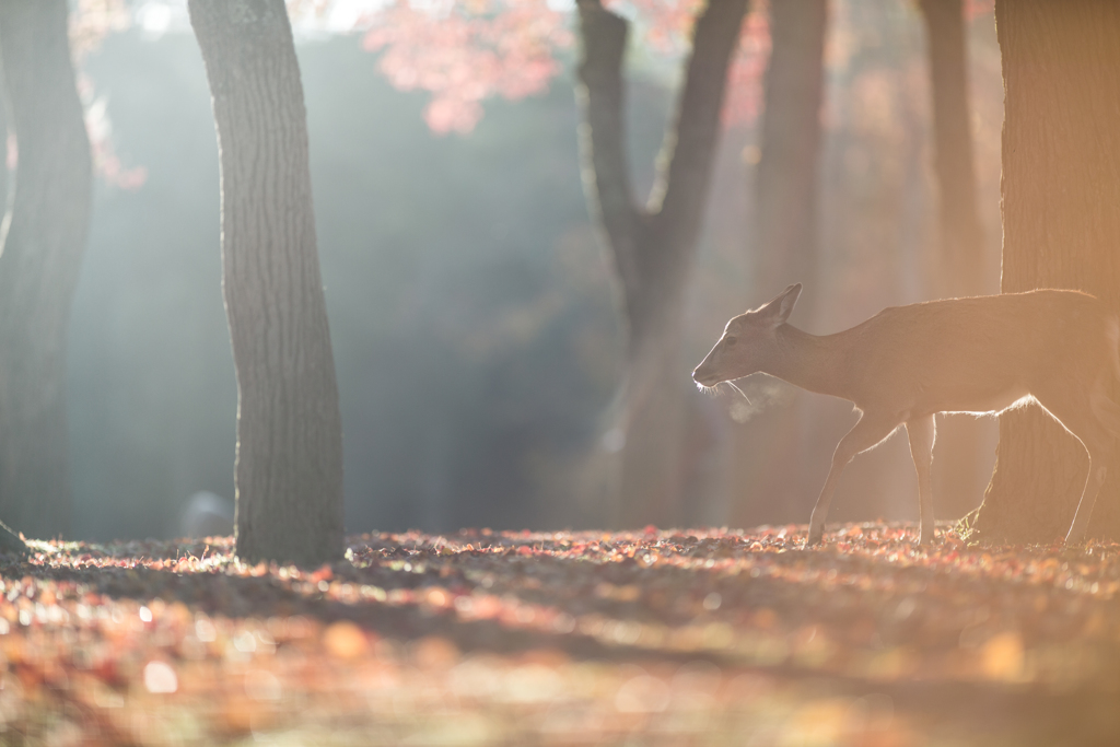 a paradise of trees and deer 