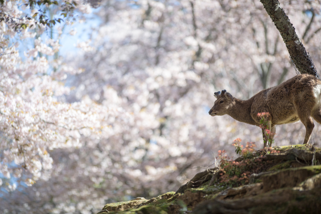 桜の谷を見下ろして