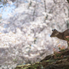 桜の谷を見下ろして
