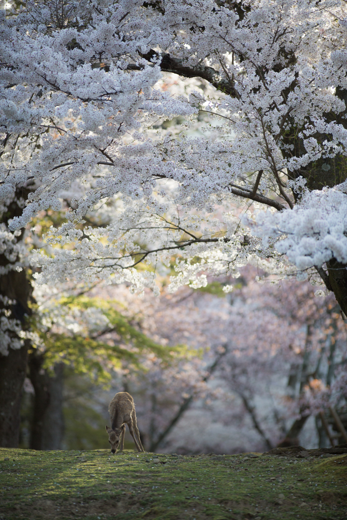 そして、桜の森にも・・・