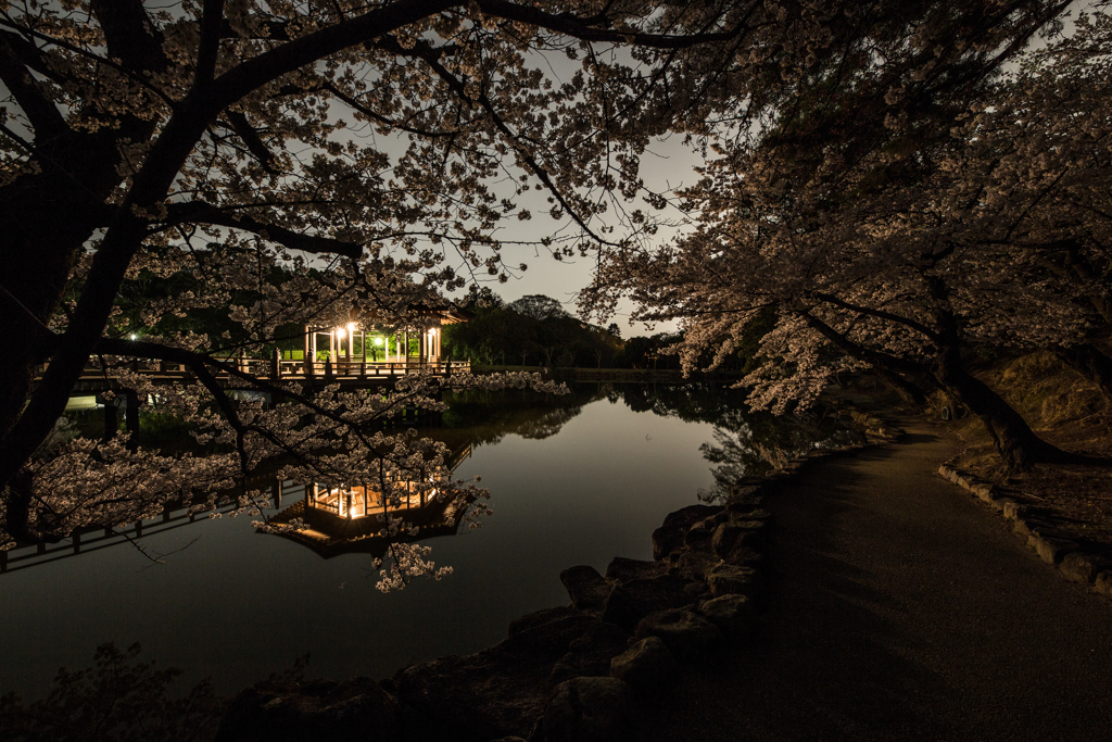 浮見堂、夜桜