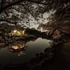 浮見堂、夜桜